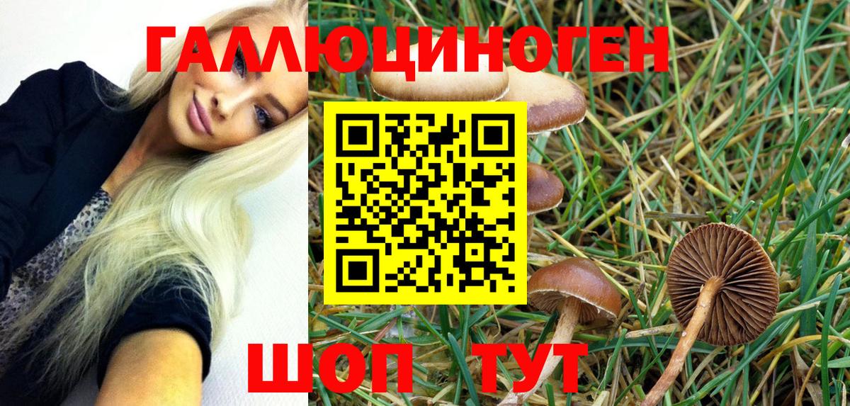 Камышин  Галлюциногенные грибы Psilocybine cubensis  Вход с VPN 